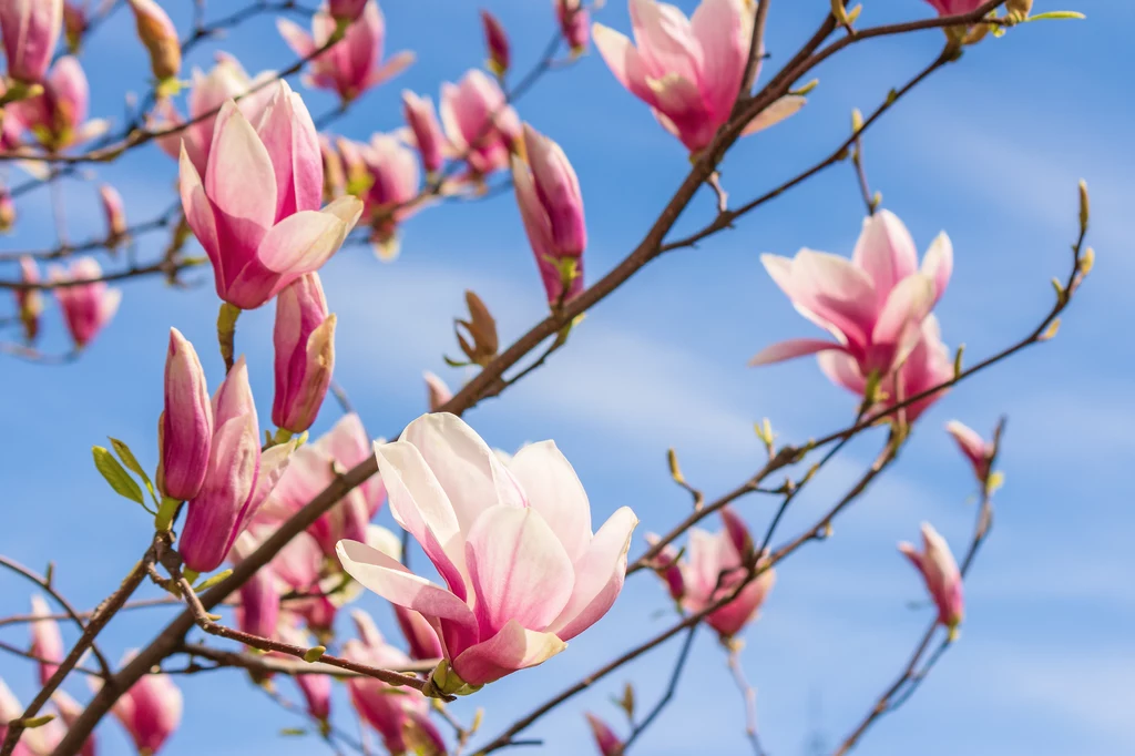 21 marca przypada pierwszy dzień kalendarzowej wiosny