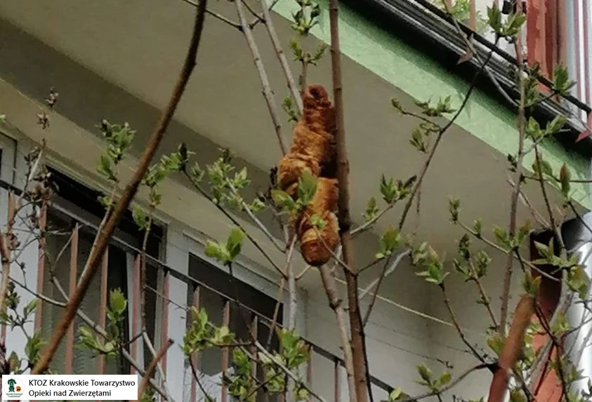 Lagun straszył mieszkańców krakowskiego osiedla przez kilka dni Lagun straszył mieszkańców krakowskiego osiedla przez kilka dni