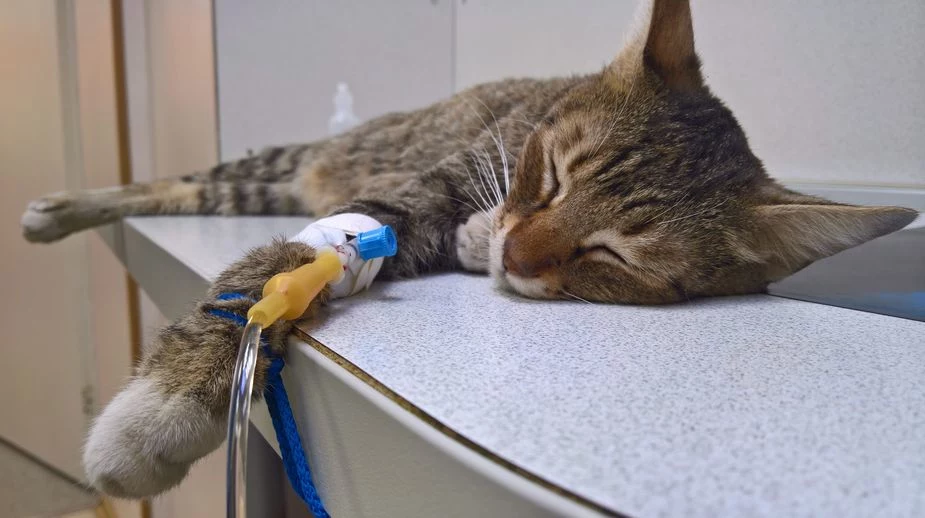 Chore nerki są bardzo niebezpieczne dla zdrowia i życia kota