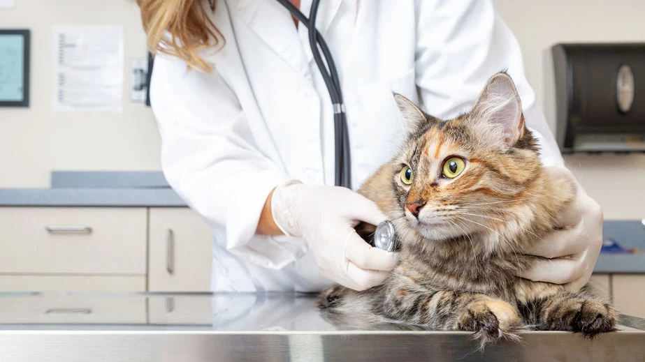 Kiedy istnieje podejrzenie chorych nerek u kota, konieczna jest wizyta u weterynarza