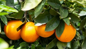 Zbiory we Włoszech są zagrożone, bo w gospodarstwach rolnych brakuje około 50 tysięcy robotników sezonowych z zagranicy