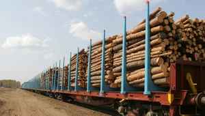 ​Branża: Eksport drewna znacznie wyższy niż podają Lasy Państwowe