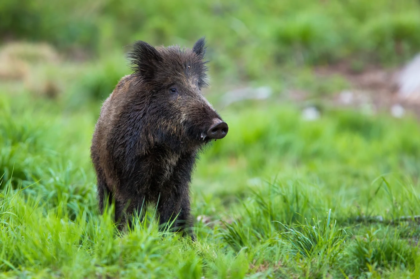 Dziki często tratują uprawy ziemniaków i buraków