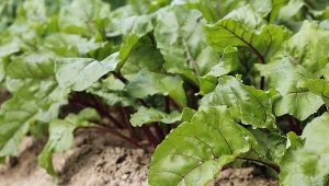 Dziki gustują szczególnie w burakach