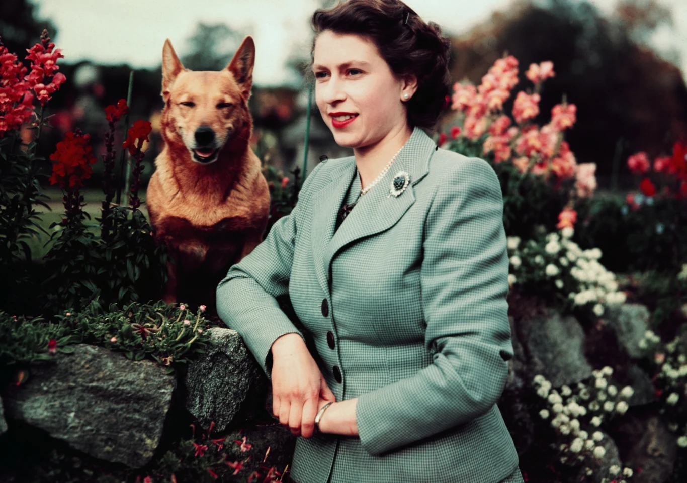 Królowa Elżbieta II z ukochanym czworonogiem Królowa Elżbieta II z ukochanym czworonogiem