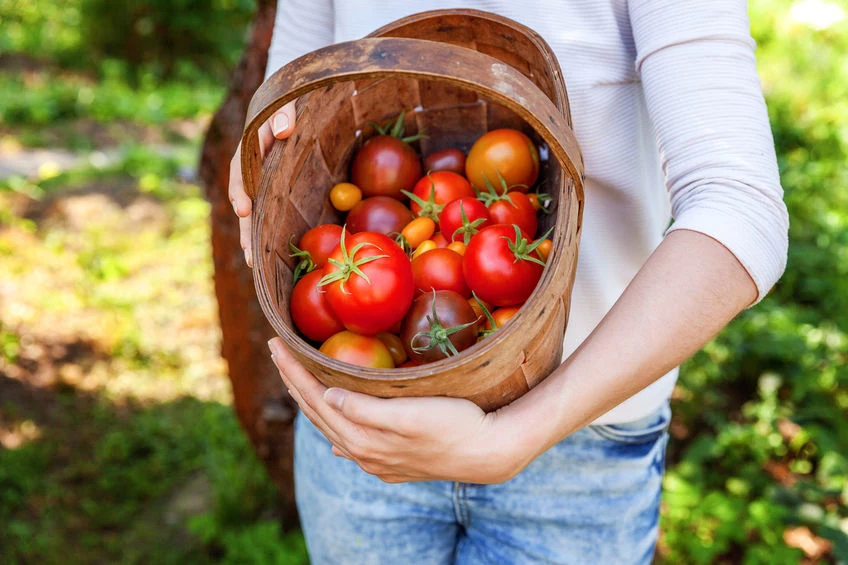 Piękne pomidory prosto z działki? Zasadź w ich pobliżu czosnek!