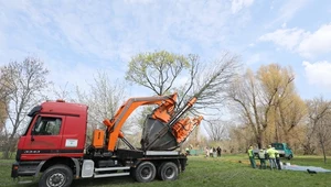 Warszawa: Rozpoczęto przesadzanie 42 metasekwoi z pl. Europejskiego 