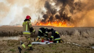 Rok po pożarach nad Biebrzą: przyroda nie ucierpiała aż tak