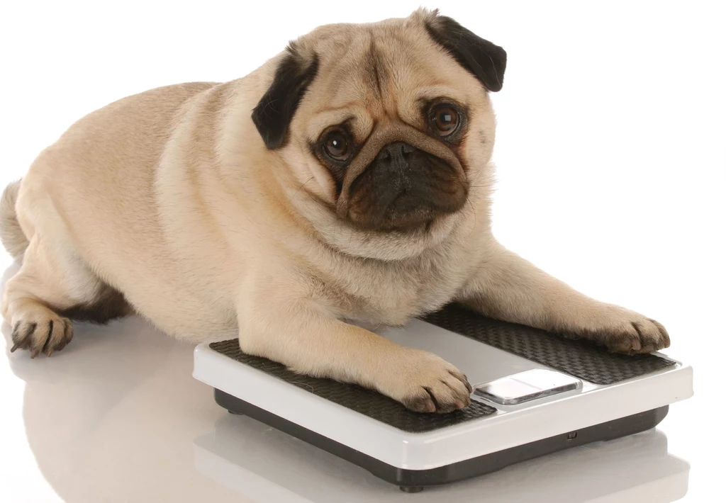 Skłonność do nadwagi może wiązać się z rasą psa