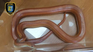 Wąż znajdował się na półce z kosmetykami