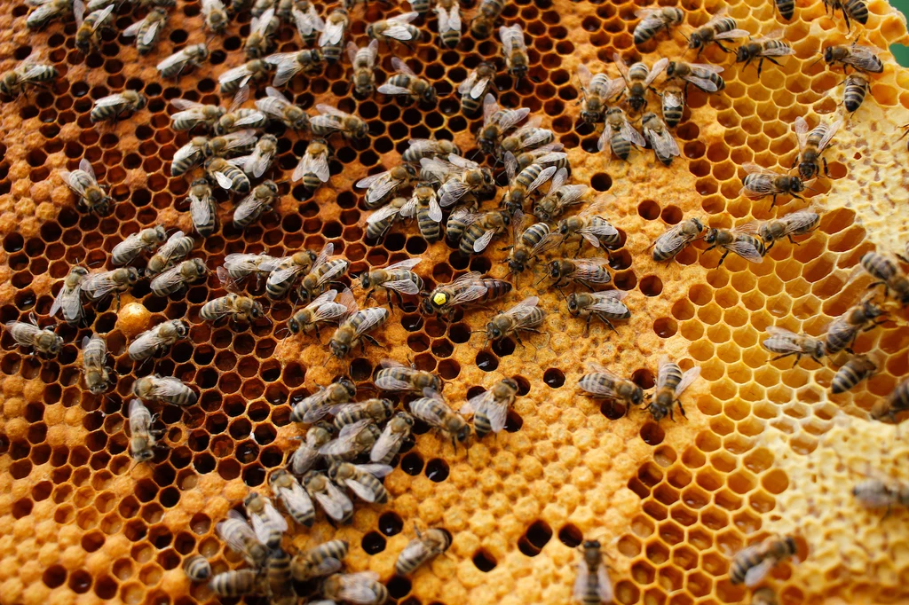 Obserwacja życia i pracy pszczół to ogromna przyjemność! 