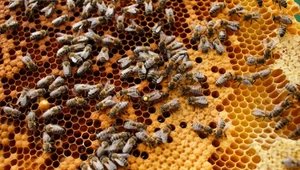 ​Światowy Dzień Ziemi: Wielkie tajemnice małych pszczół