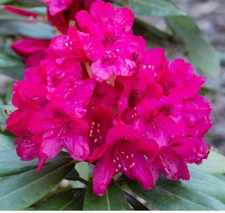 Rododendron
