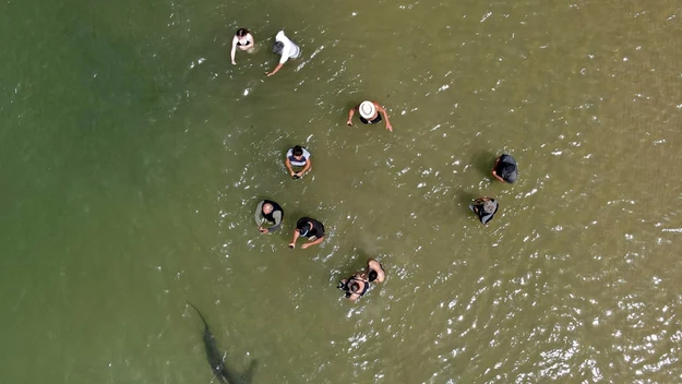 Sytuacja z rekinami mocno zaniepokoiła władze, które wystosowały szereg ostrzeżeń dla plażowiczów.