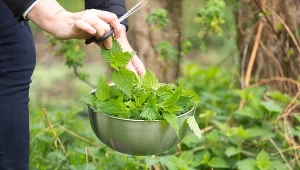 Pokrzywa zawiera dużo dobrze przyswajalnego przez ludzki organizm krzemu