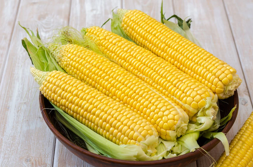Aby kukurydza była miękka, warto wybrać świeże kolby