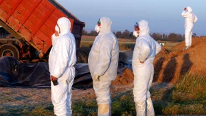 Ptasia grypa w natarciu. Likwidacja całych stad drobiu to niełatwe zadanie. Zdj. ilustracyjne