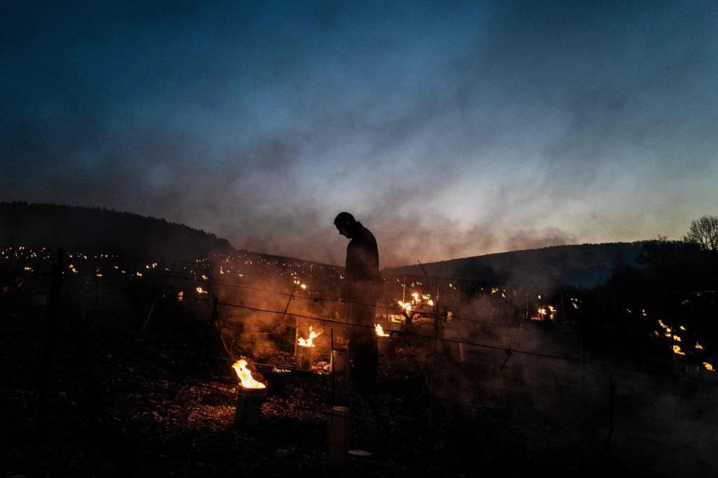 Pomimo palenisk rozpalanych w winnicach, ochronnych pokryw lub zraszania wodą w sadach w celu wytworzenia lodowej skorupy wokół pąków, która miała je chronić, wiele upraw zostało poważnie zniszczonych w kilku regionach Francji, a niektórzy rolnicy twierdzą, że stracili całe roczne zbiory w zaledwie kilka godzin. - Wiemy już, że zbiory będą bardzo niskie w 2021 r. - zapowiedział agencji AFP przewodniczący organizacji winiarzy Cniv Jean-Marie Barillere. Pomimo palenisk rozpalanych w winnicach, ochronnych pokryw lub zraszania wodą w sadach w celu wytworzenia lodowej skorupy wokół pąków, która miała je chronić, wiele upraw zostało poważnie zniszczonych w kilku regionach Francji, a niektórzy rolnicy twierdzą, że stracili całe roczne zbiory w zaledwie kilka godzin. - Wiemy już, że zbiory będą bardzo niskie w 2021 r. - zapowiedział agencji AFP przewodniczący organizacji winiarzy Cniv Jean-Marie Barillere.