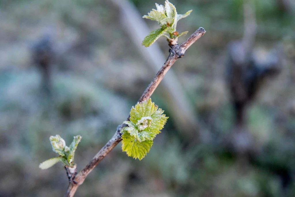 - Szalejący przez cztery dni mróz dotknął 80 proc. francuskiej winnicy - wyjaśnia Barillere. - Przeżyliśmy epizod wyjątkowo gwałtownego mrozu, mówimy o tzw. czarnym mrozie, wielkiej fali zimnego powietrza bardzo wcześnie w nocy - powiedział natomiast stacji BFMTV sadownik z Drome Anthony Oboussier. - Ostatnie noce naznaczone historycznym spadkiem temperatur i niszczycielskimi mrozami zaszkodziły kwitnieniu roślin i stanowią poważne zagrożenie dla kilku sektorów produkcji rolnej - podkreślił w komunikacie związek rolniczy FNSEA. Minister rolnictwa Julien Denormandie obiecał specjalne wsparcie dla sektora winiarskiego. Potwierdził również, że lokalnie zostanie wprowadzony reżim klęski żywiołowej, co pomoże rolnikom bez wykupionego ubezpieczenia uzyskać wsparcie rządu. "Ubezpieczenie klimatyczne jest niezwykle drogie" - tłumaczy Anthony Oboussier, który żadnego ubezpieczenia nie wykupił. Rolnik narzeka na słabe zbiory w ostatnich latach, w wyniku burz gradowych w 2019 r. oraz przymrozków w 2020 i 2021 r. - Szalejący przez cztery dni mróz dotknął 80 proc. francuskiej winnicy - wyjaśnia Barillere. - Przeżyliśmy epizod wyjątkowo gwałtownego mrozu, mówimy o tzw. czarnym mrozie, wielkiej fali zimnego powietrza bardzo wcześnie w nocy - powiedział natomiast stacji BFMTV sadownik z Drome Anthony Oboussier. - Ostatnie noce naznaczone historycznym spadkiem temperatur i niszczycielskimi mrozami zaszkodziły kwitnieniu roślin i stanowią poważne zagrożenie dla kilku sektorów produkcji rolnej - podkreślił w komunikacie związek rolniczy FNSEA. Minister rolnictwa Julien Denormandie obiecał specjalne wsparcie dla sektora winiarskiego. Potwierdził również, że lokalnie zostanie wprowadzony reżim klęski żywiołowej, co pomoże rolnikom bez wykupionego ubezpieczenia uzyskać wsparcie rządu. "Ubezpieczenie klimatyczne jest niezwykle drogie" - tłumaczy Anthony Oboussier, który żadnego ubezpieczenia nie wykupił. Rolnik narzeka na słabe zbiory w ostatnich latach, w wyniku burz gradowych w 2019 r. oraz przymrozków w 2020 i 2021 r.