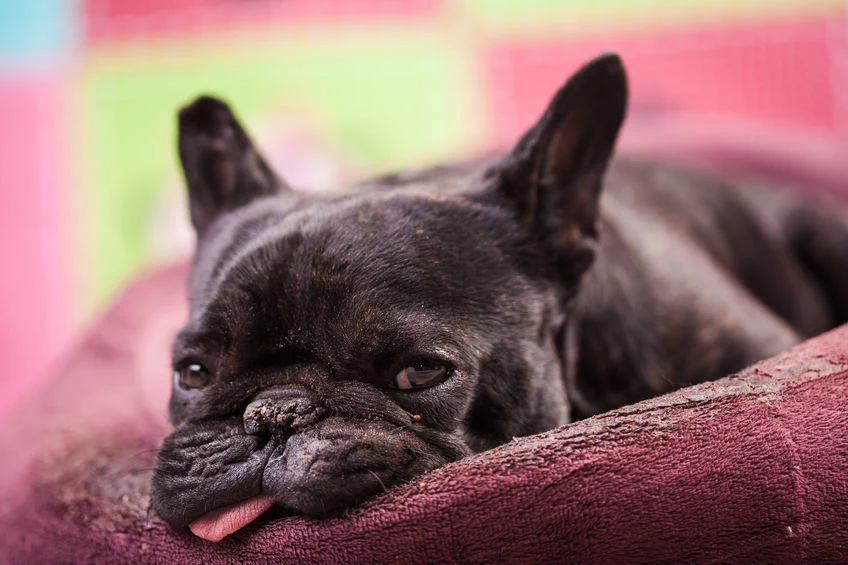 Pies chory na nosówkę może mieć gorączkę i być osowiały
