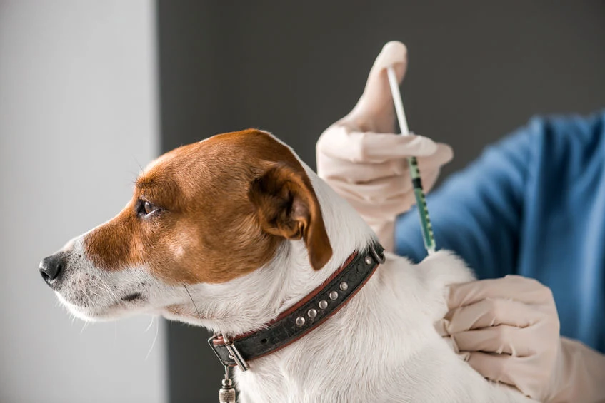 Psy należy regularnie szczepić