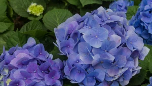 Jeszcze w lipcu podlej tym hortensje. Będą kwitły znacznie dłużej