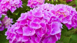Marzysz, by w tym roku twoje hortensje zakwitły na różowo? To możliwe, wystarczy prosta czynność