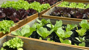 Z powodzeniem możemy uprawiać rzodkiewkę, sałaty, cebulkę