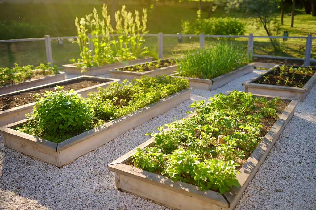 Ekologiczne warzywa z przydomowego ogródka niestety kosztują
