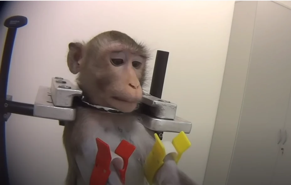 Na opublikowanym nagraniu z niemieckiego laboratorium było widać m.in. cierpiące małpy. 