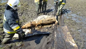Ewakuacja konia (Komenda Powiatowa Państwowej Straży Pożarnej w Sulęcinie)
