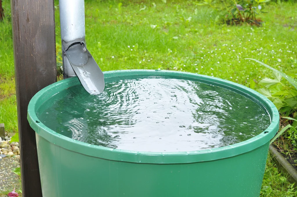 Ogród deszczowy to prosty trik na oszczędzanie wody