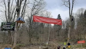 Aktywiści walczą o Turnicki Park Narodowy. Chcą zatrzymać wycinkę drzew