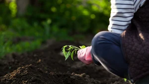 Skarbniczka ROD w Jaryszkach pod Poznaniem jest podejrzana o przywłaszczenie pieniędzy działkowców