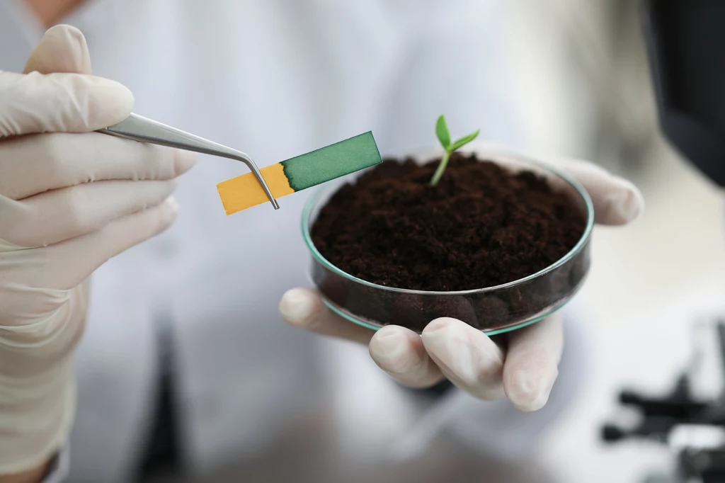 Odpowiednie pH naszej ziemi pomoże w uprawie roślin i warzyw