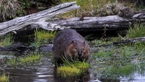 Igranie z bioróżnorodnością, czyli krótka historia o inwazji bobrów