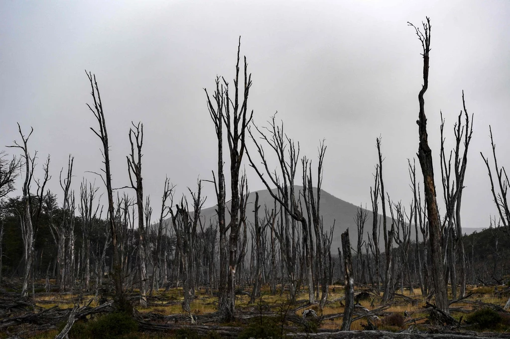 Ekosystem w Patagonii ulega coraz większej degradacji. 
