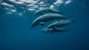 ​Zaskakujące odkrycie z Australii. Delfiny używają... imion