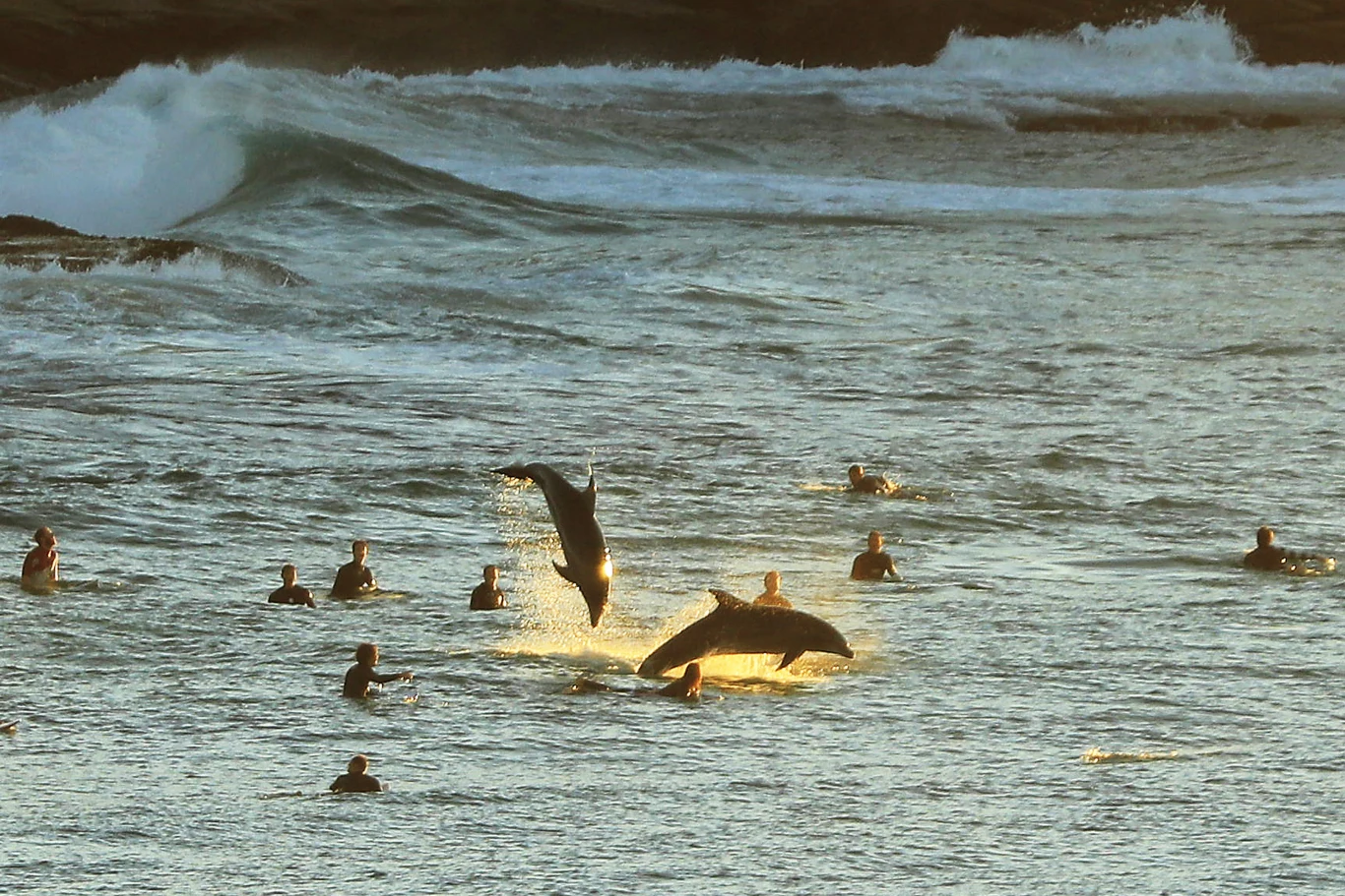 Naukowcy są przekonani, że delfiny mówią sobie "po imieniu". Co najlepsze, jest ono nadawane przez rodziców! Naukowcy są przekonani, że delfiny mówią sobie "po imieniu". Co najlepsze, jest ono nadawane przez rodziców!
