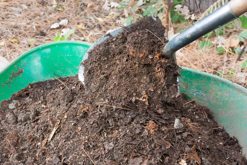 Kompost warto mieszać z ziemią znajdującą się w ogrodzie