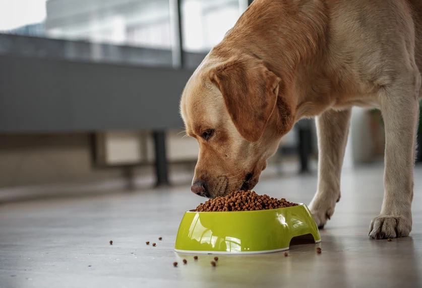Pies może być uczulony na różne produkty spożywcze