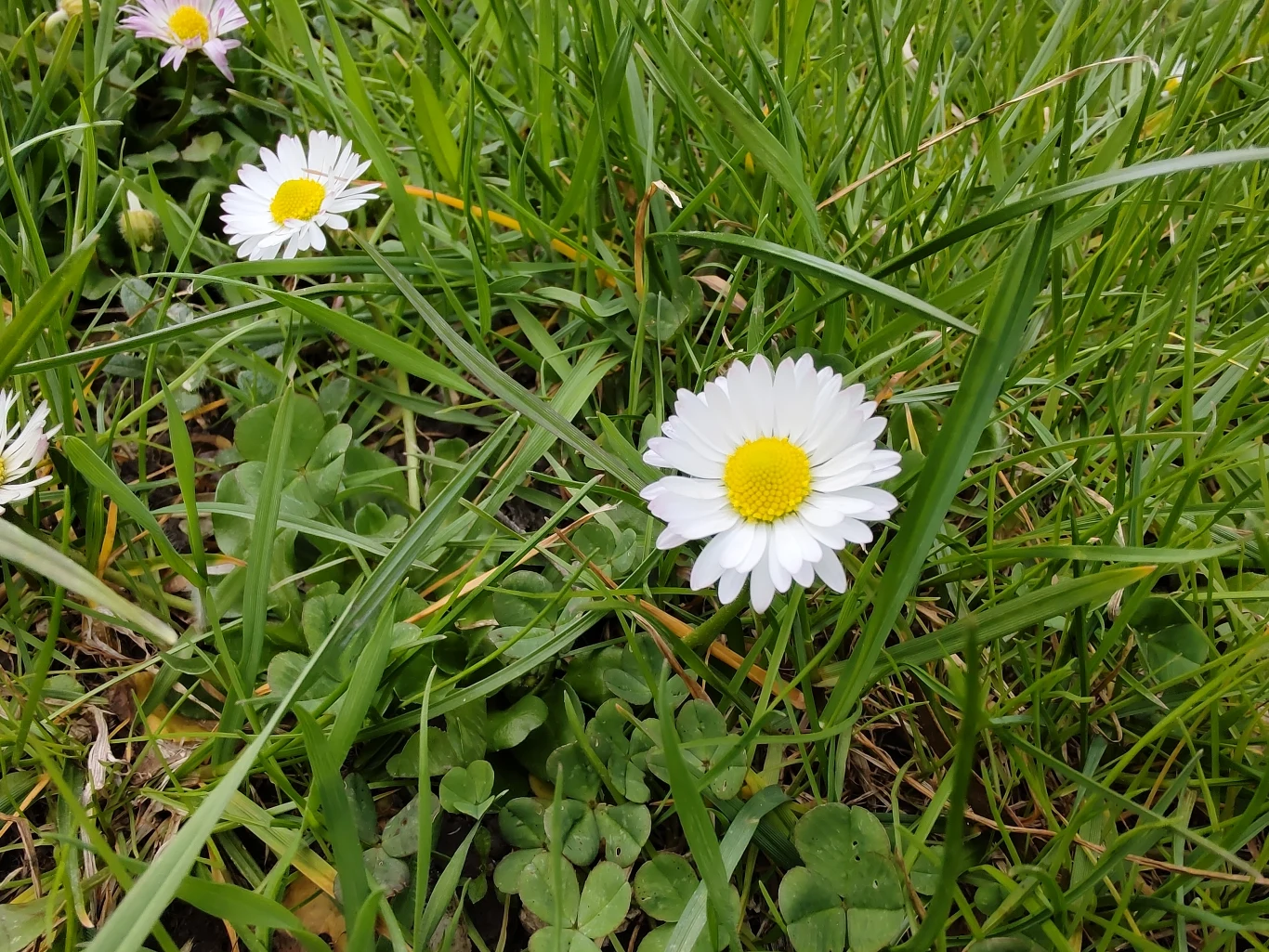 Zdjęcie wykonane moto g100