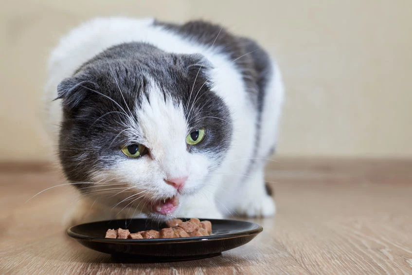 Źle dobrana karma może prowadzić do groźnych niedoborów u kota