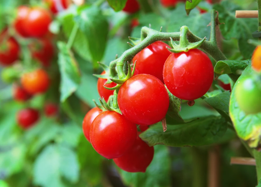 Pomidory można uprawiać w donicach