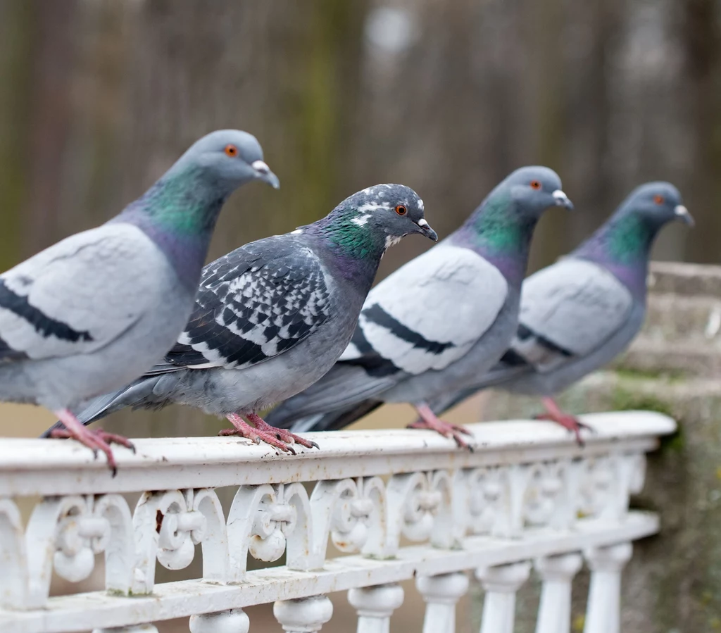 Rzadziej wracają na balkon, na którym się pojawiasz i konsekwentnie je przeganiasz. Kusi je nie tylko pozostawione jedzenie. Silnym wabikiem dla gołębi są balkony, z których nikt nie korzysta. One nie szukają kontaktu z człowiekiem, a jedynie spokojnego miejsca, w którym będą mogły założyć gniazdo. Wracasz z urlopu i odkrywasz, że twój balkon ma dzikich lokatorów – czeka cię długa batalia. Trzeba ją rozegrać cierpliwie i konsekwentnie, z poszanowaniem praw natury. Rzadziej wracają na balkon, na którym się pojawiasz i konsekwentnie je przeganiasz. Kusi je nie tylko pozostawione jedzenie. Silnym wabikiem dla gołębi są balkony, z których nikt nie korzysta. One nie szukają kontaktu z człowiekiem, a jedynie spokojnego miejsca, w którym będą mogły założyć gniazdo. Wracasz z urlopu i odkrywasz, że twój balkon ma dzikich lokatorów – czeka cię długa batalia. Trzeba ją rozegrać cierpliwie i konsekwentnie, z poszanowaniem praw natury.