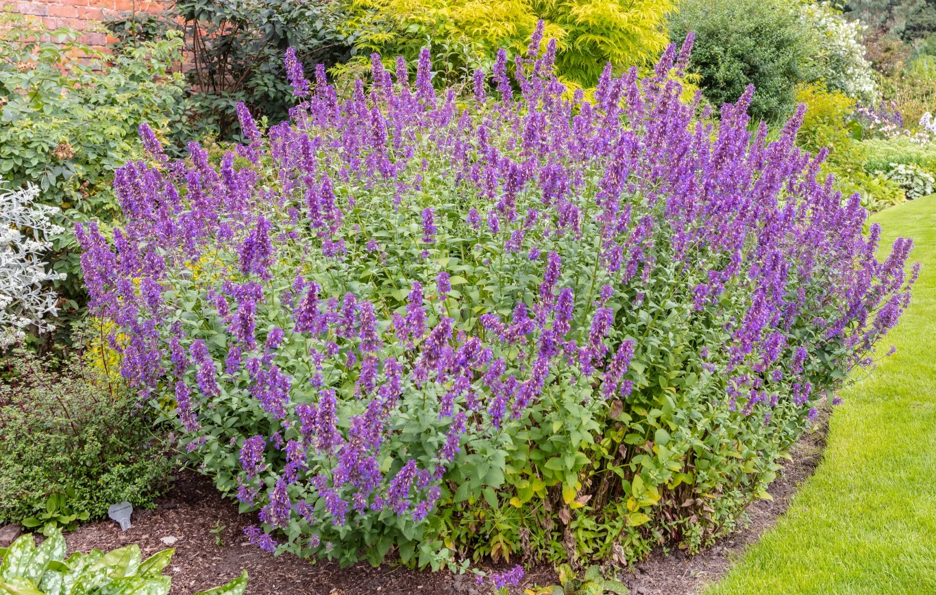 Kocimiętka to jedna z najbardziej przydatnych roślin w ogrodzie. Odstrasza komary i kleszcze