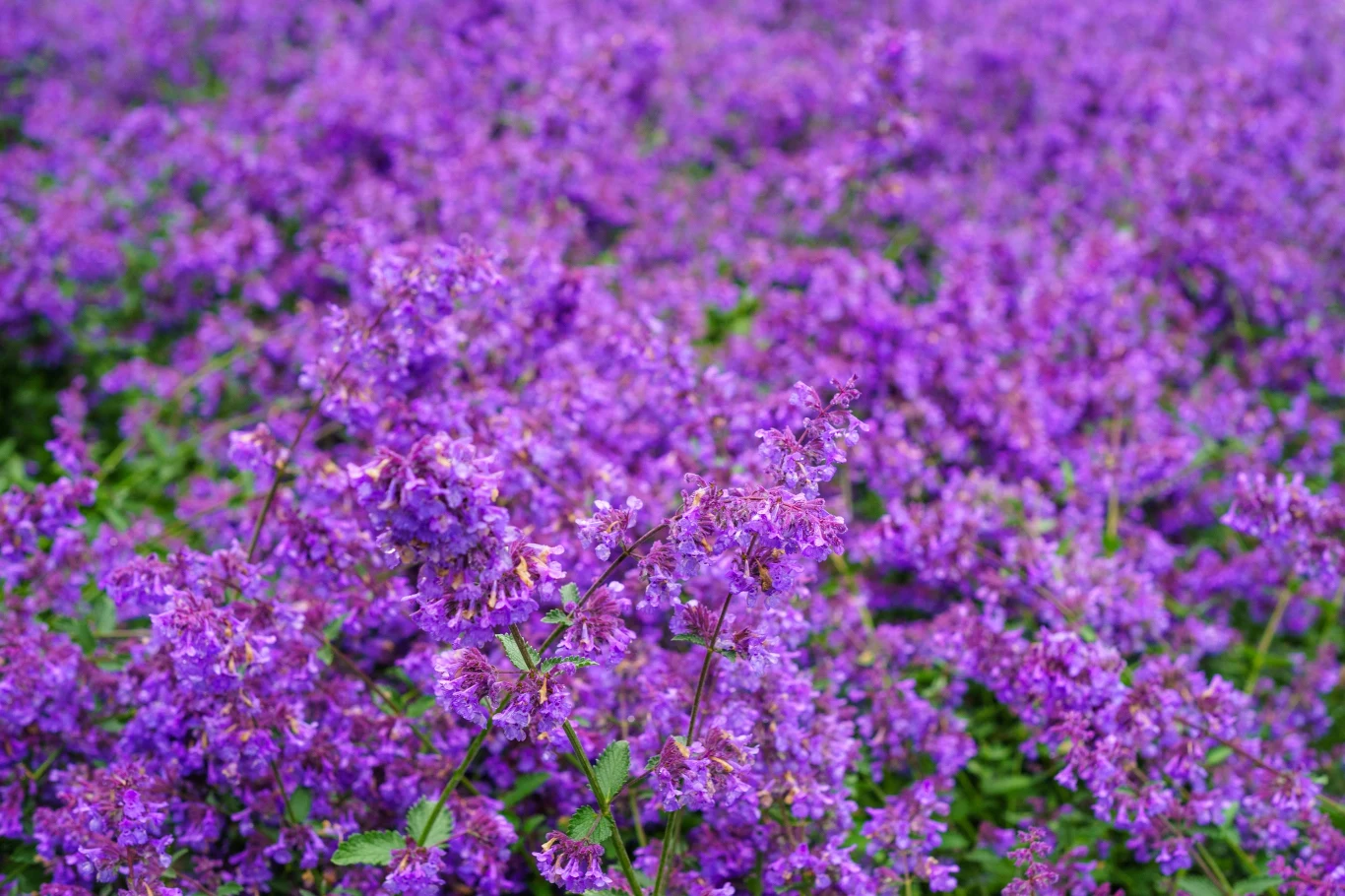 Kocimiętka udekoruje ogród oraz odstraszy kleszcze 