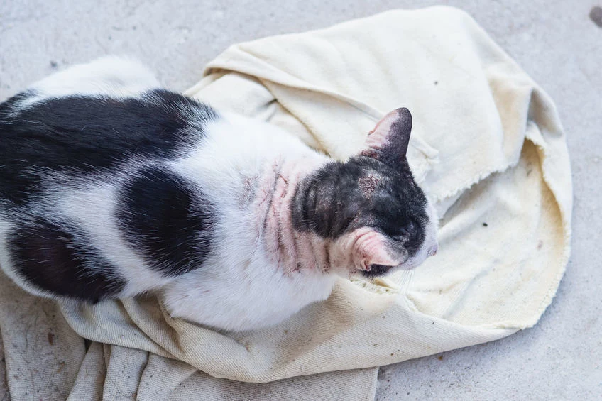 U kota chorego na świerzb może wystąpić miejscowe wyłysienie