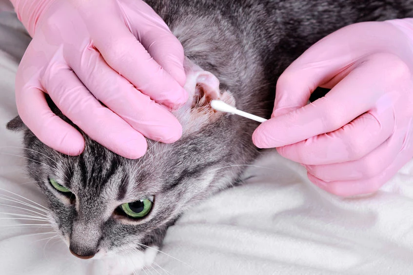 Kotu choremu na świerzb podaje się środki przeciwpasożytnicze