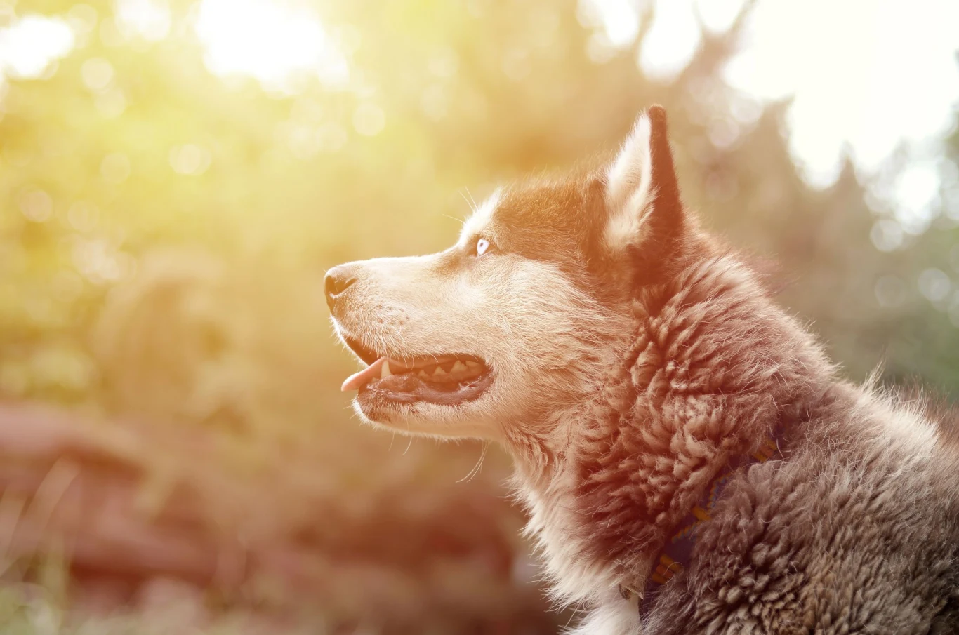 Husky to bardzo wymagające psy. Niewielu opiekunów sprosta zadaniu